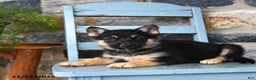 Gerberian Shepsky dogs for sale: Pixel - Ad 5