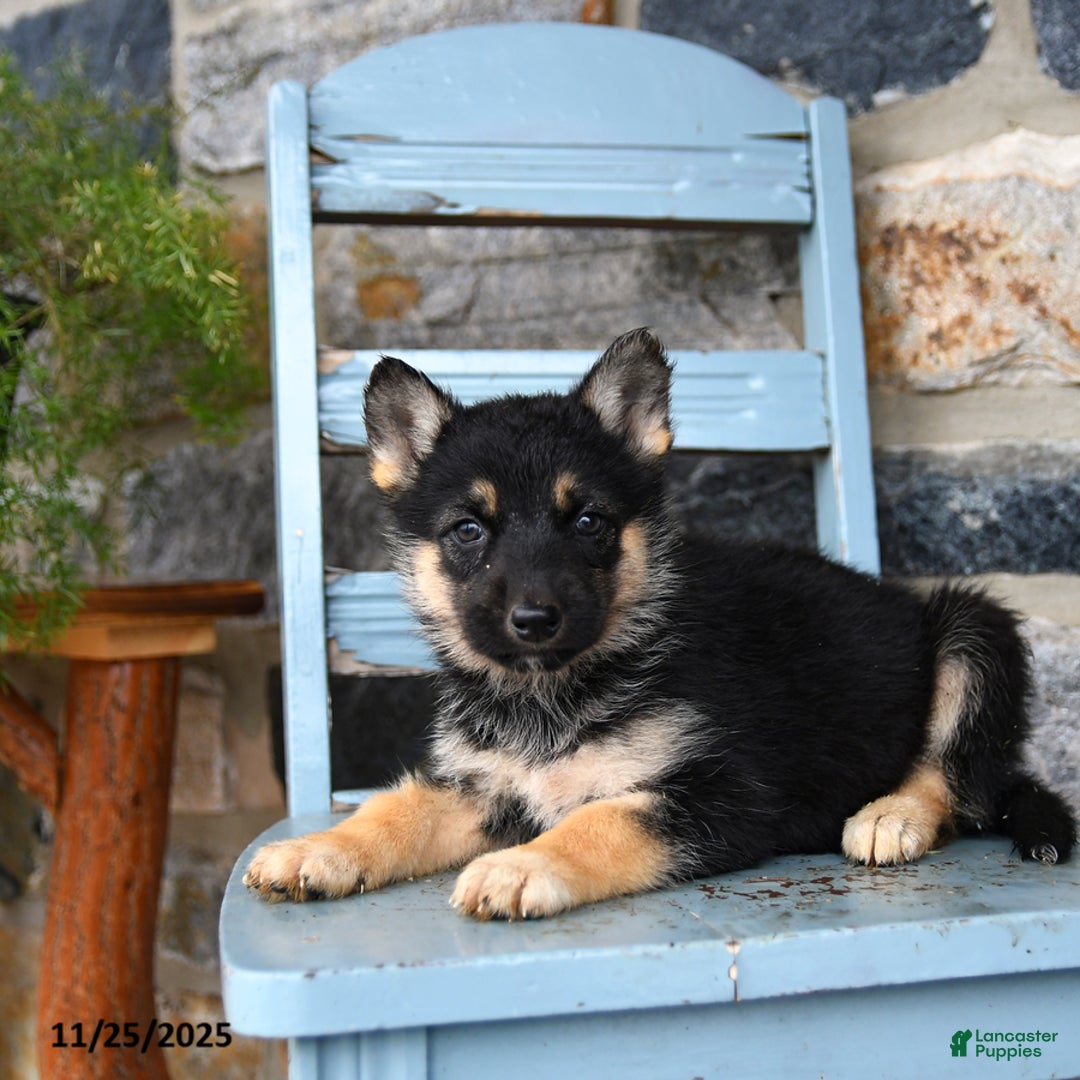 Gerberian Shepsky dogs for sale: Pixel - Ad 5
