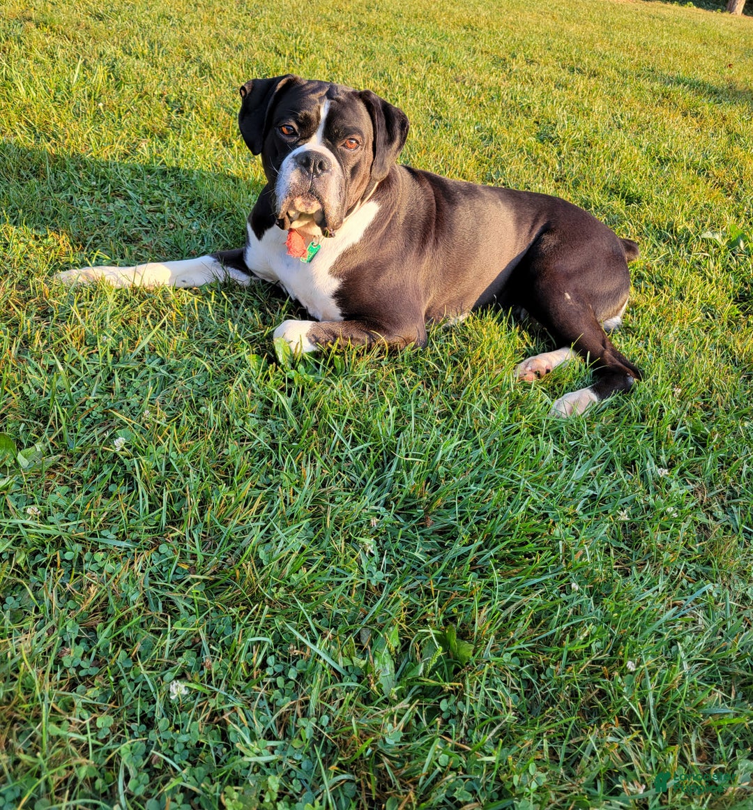 Boxer dogs for sale: Pluto - Ad 5