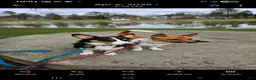 Mixed Breed dogs for sale: Xander - Ad 13