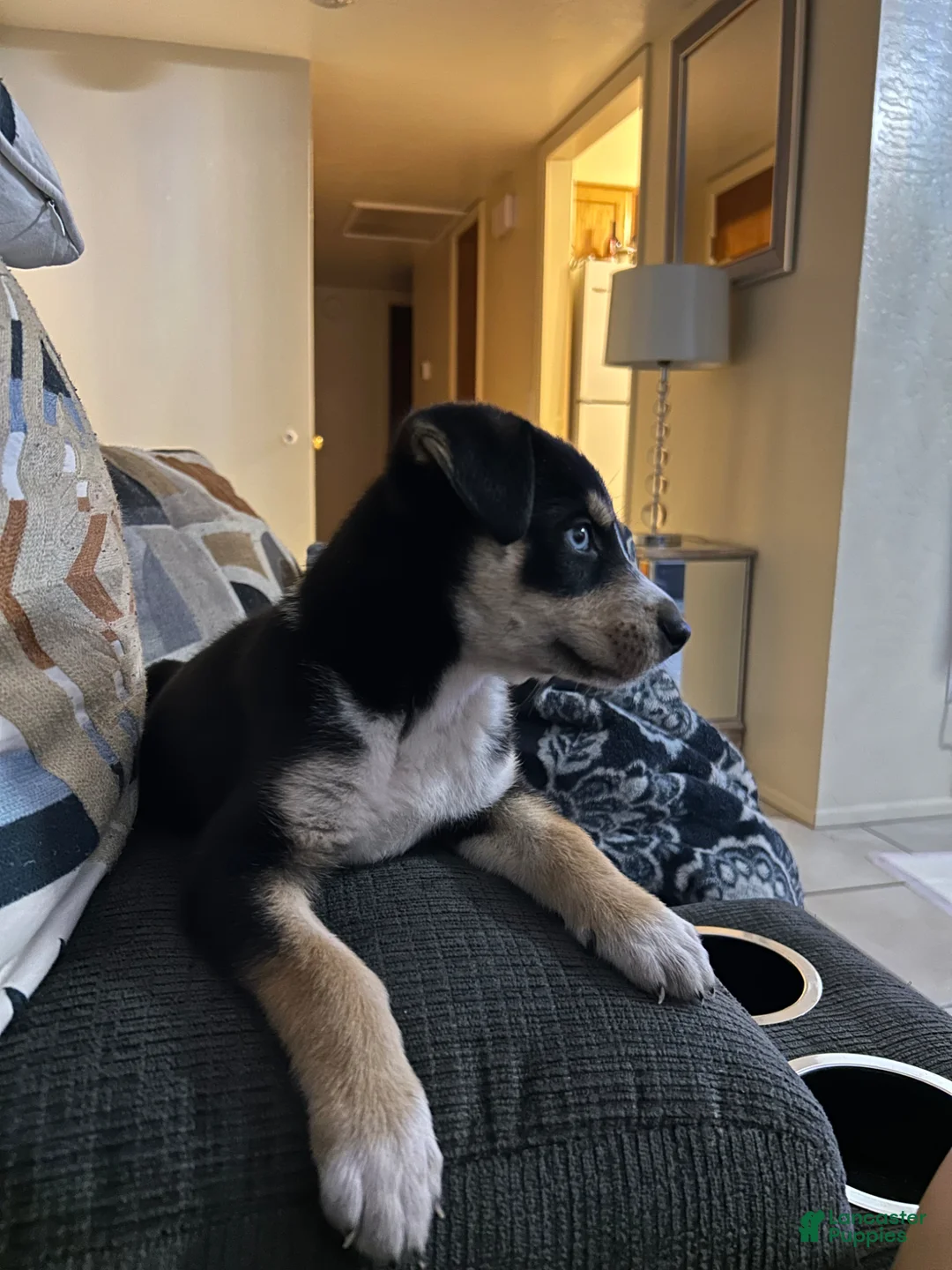 Mixed Breed dogs for sale: Mixed Breed Puppy 1 - Ad 5