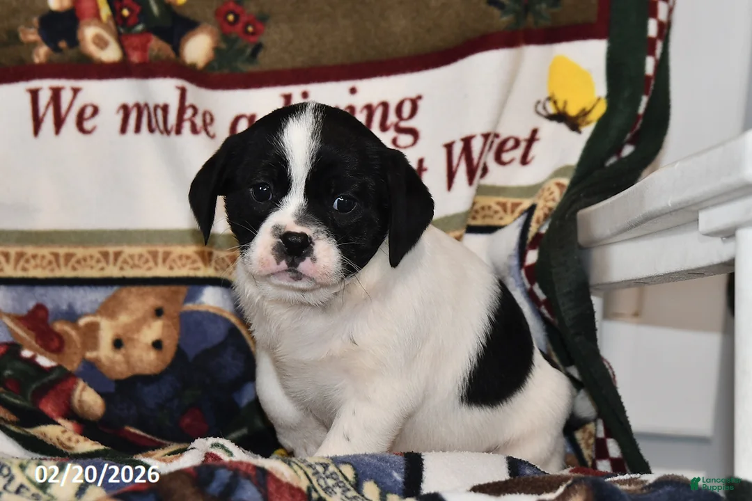 Mixed Breed dogs for sale: Otis - Ad 4