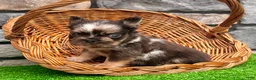 French Bulldog dogs for sale: Jackson - Ad 6