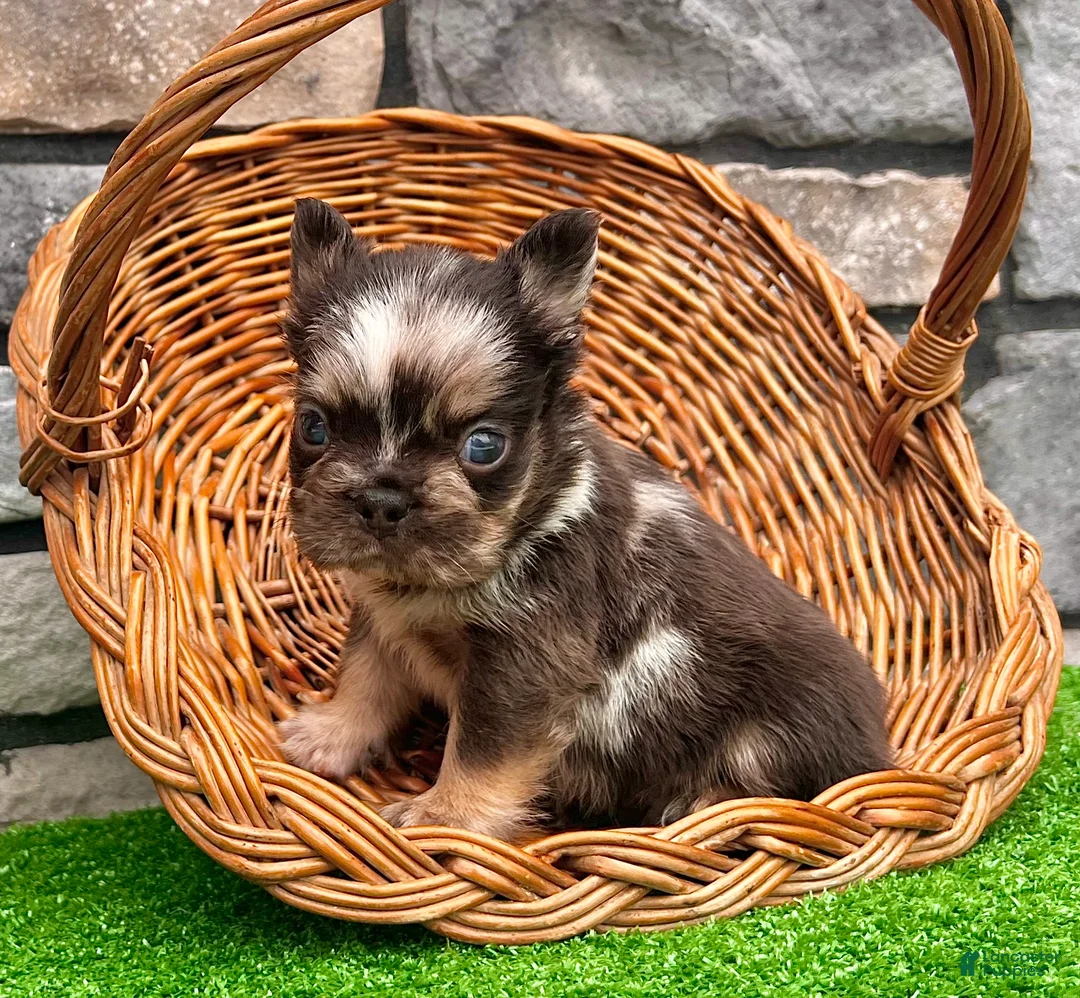 French Bulldog dogs for sale: Jackson - Ad 6