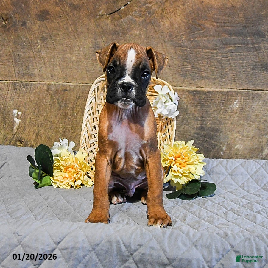 Boxer dogs Niko - Ad 2