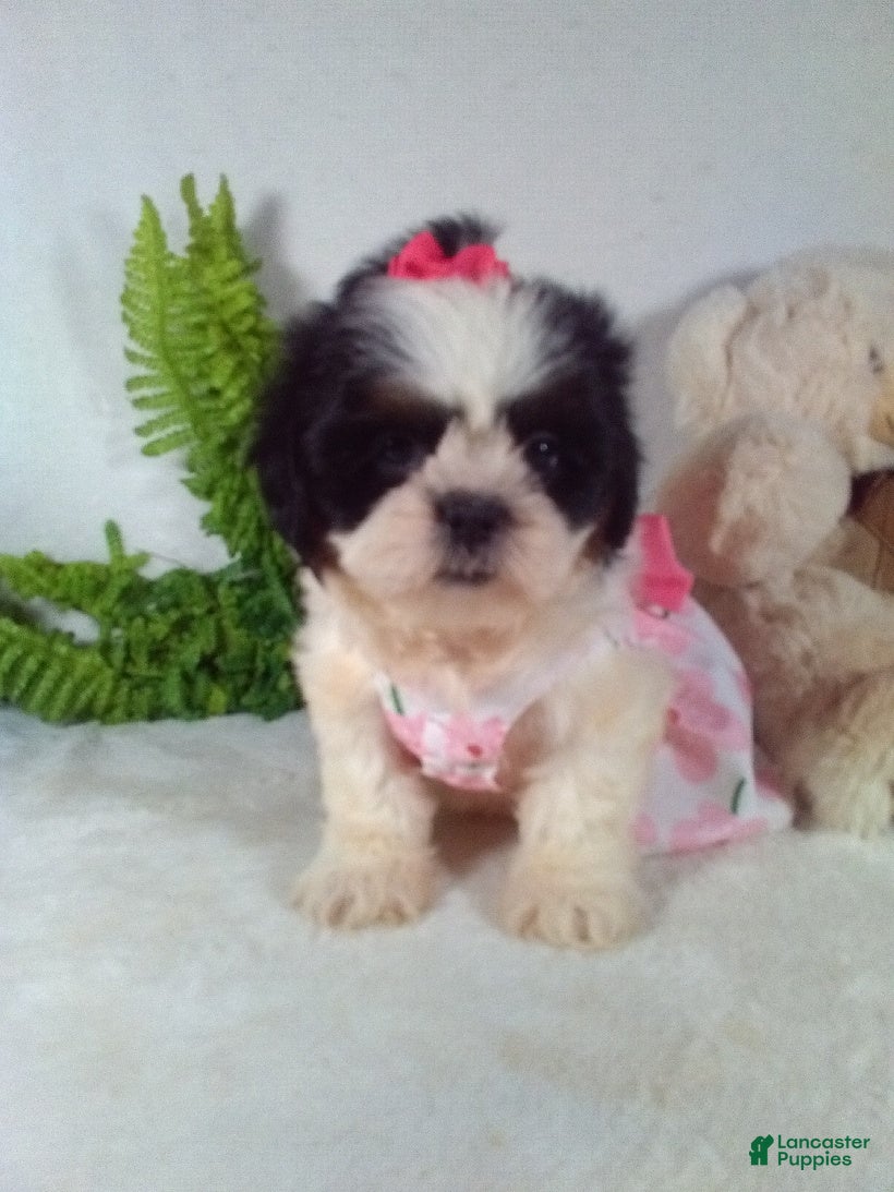 Shih Tzu dogs Baby - Ad 1