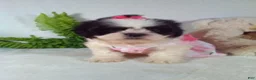 Shih Tzu dogs for sale: Baby - Ad 1