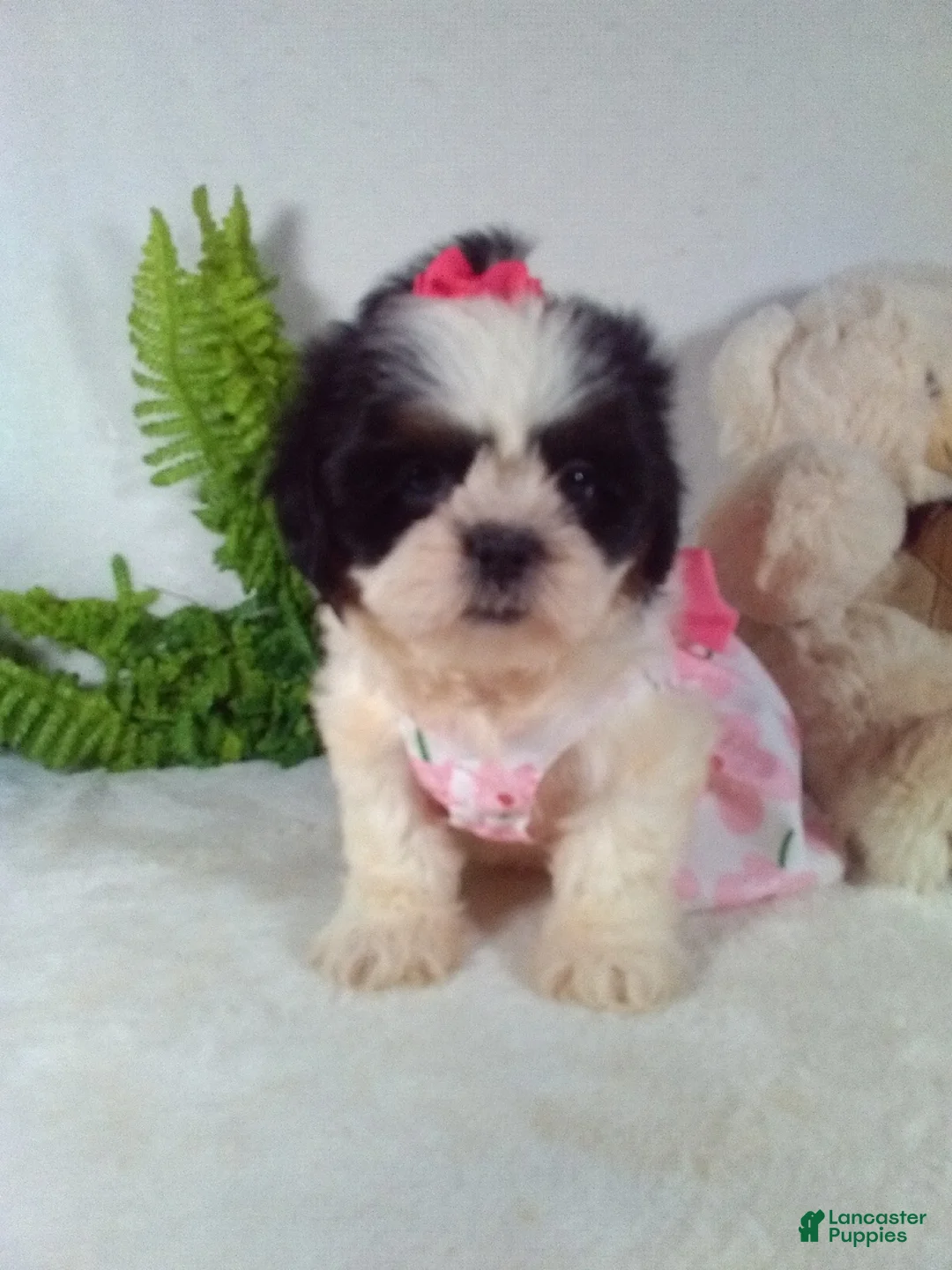 Shih Tzu dogs for sale: Baby - Ad 1