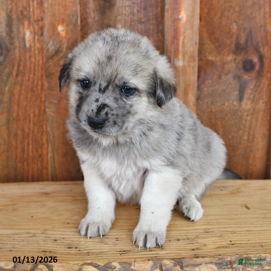 Mixed Breed dogs Leo - Ad 2