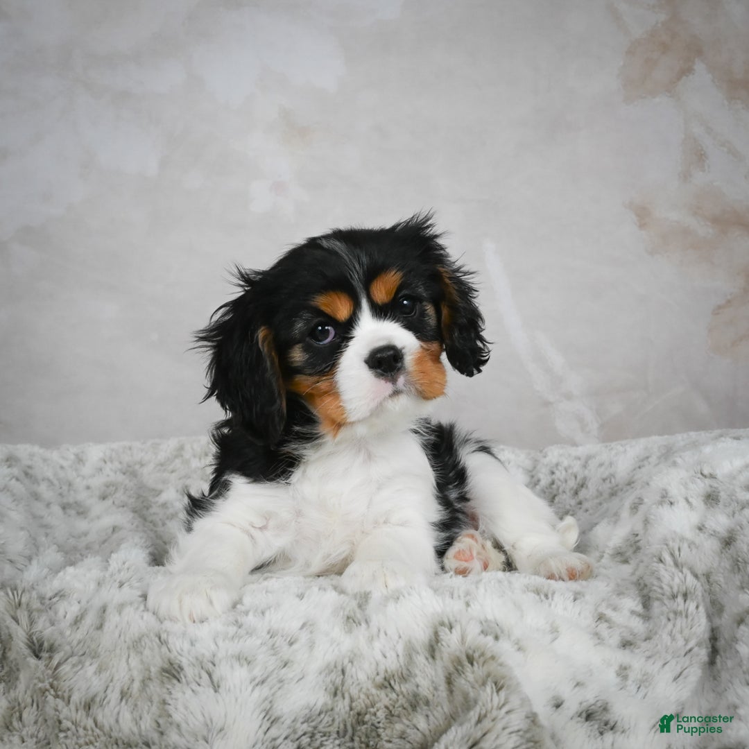 Cavalier King Charles Spaniel dogs for sale: Lincoln - Ad 5