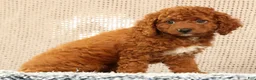 Cavapoo dogs for sale: Gloria - Ad 3