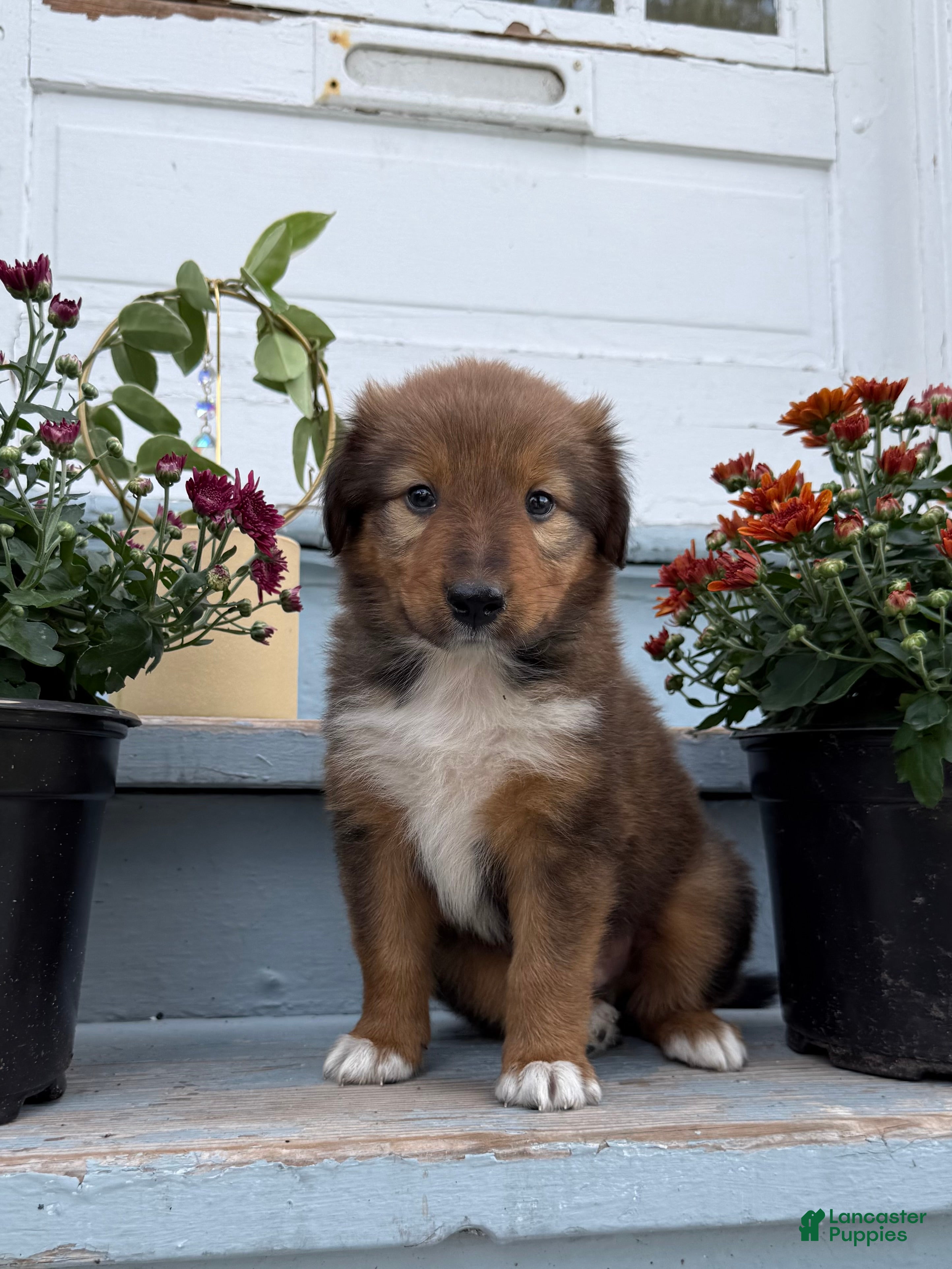 Mixed Breed dogs Floppy - Ad 2
