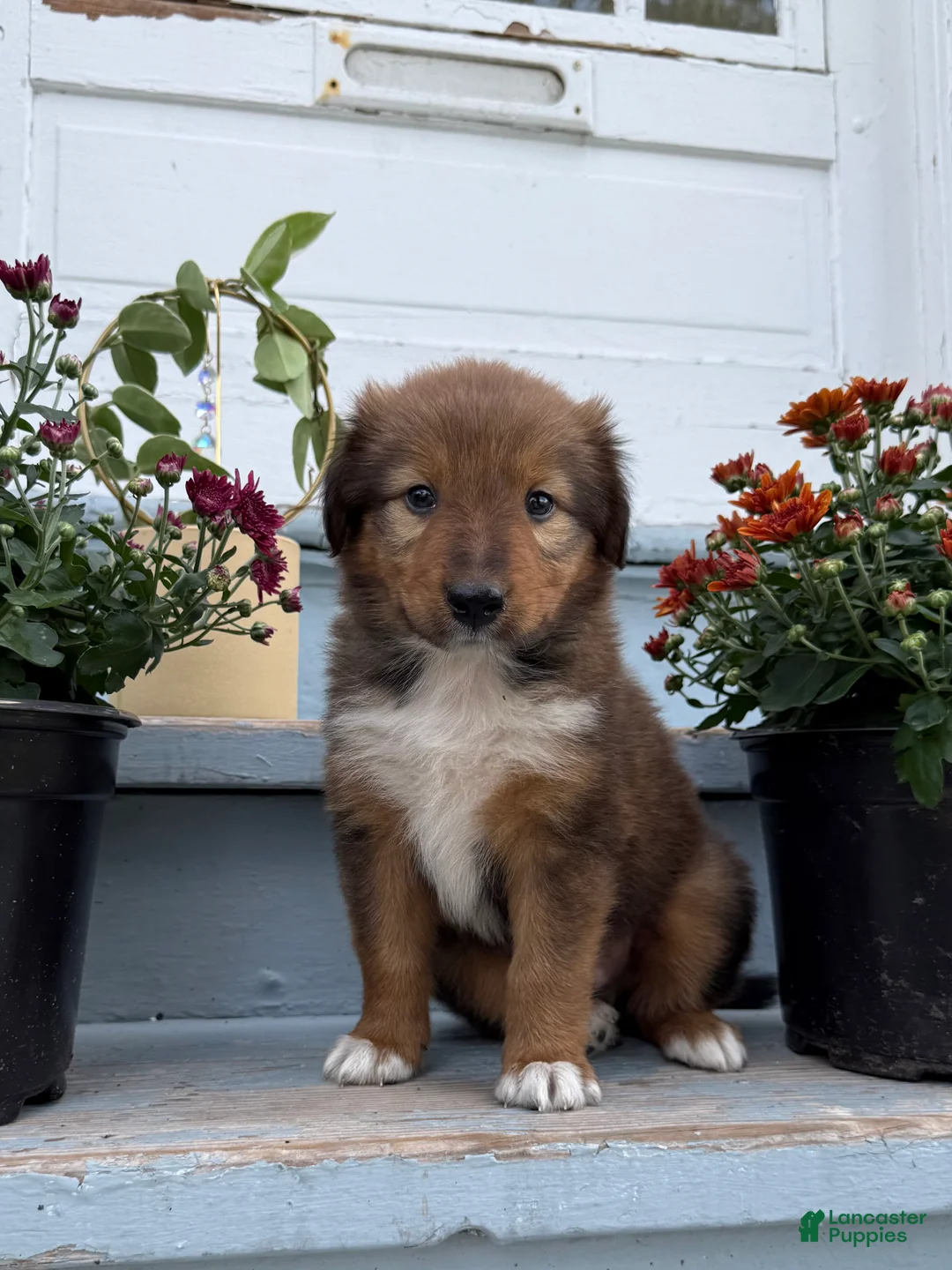Mixed Breed dogs for sale: Floppy - Ad 2