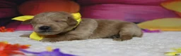 Schnoodle dogs for sale: Pinot - Ad 4