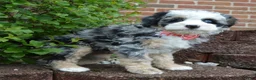 Mini Bernedoodle dogs for sale: Bella - Ad 16