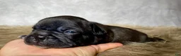 Frenchton dogs for sale: Miss Queenie  - Ad 9