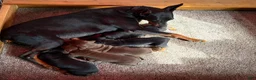 Doberman Pinscher dogs for sale: Doberman Pinscher Puppy 1 - Ad 12