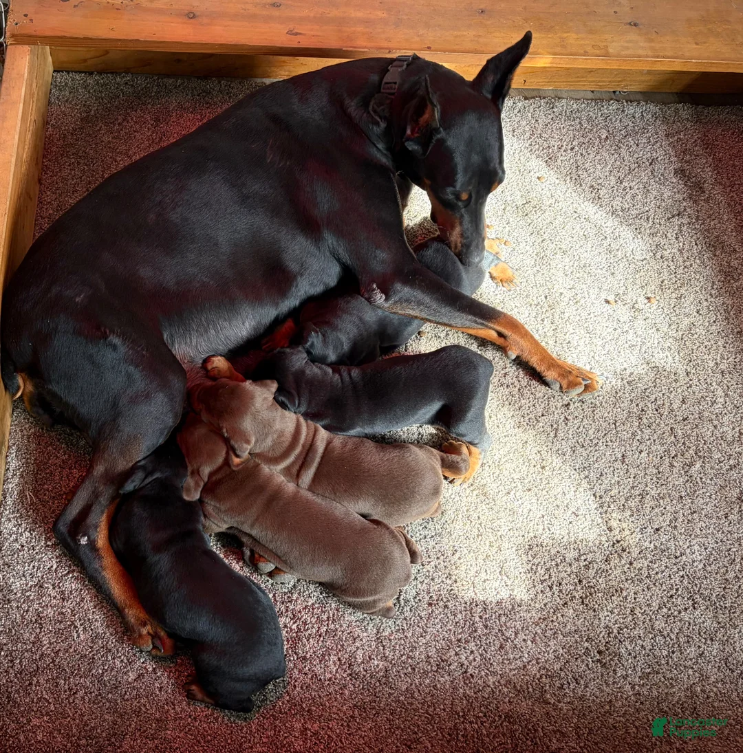 Doberman Pinscher dogs for sale: Doberman Pinscher Puppy 1 - Ad 12