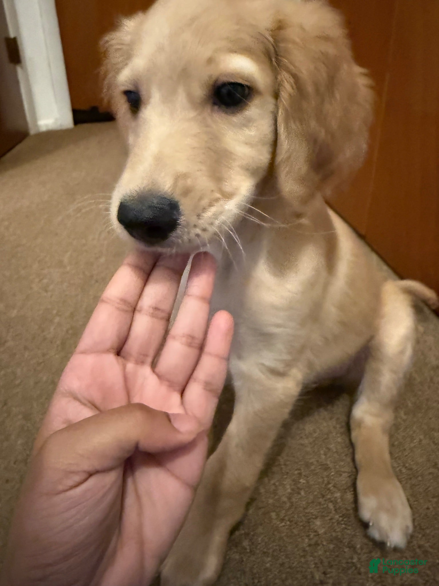 Golden Retriever dogs Goldendoodle 1 - Ad 31