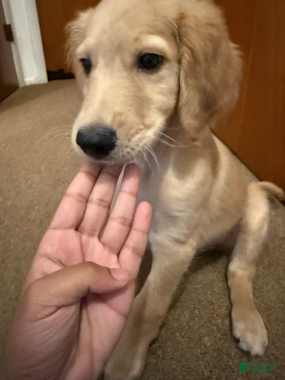 Golden Retriever dogs for sale: Goldendoodle 1 - Ad 1