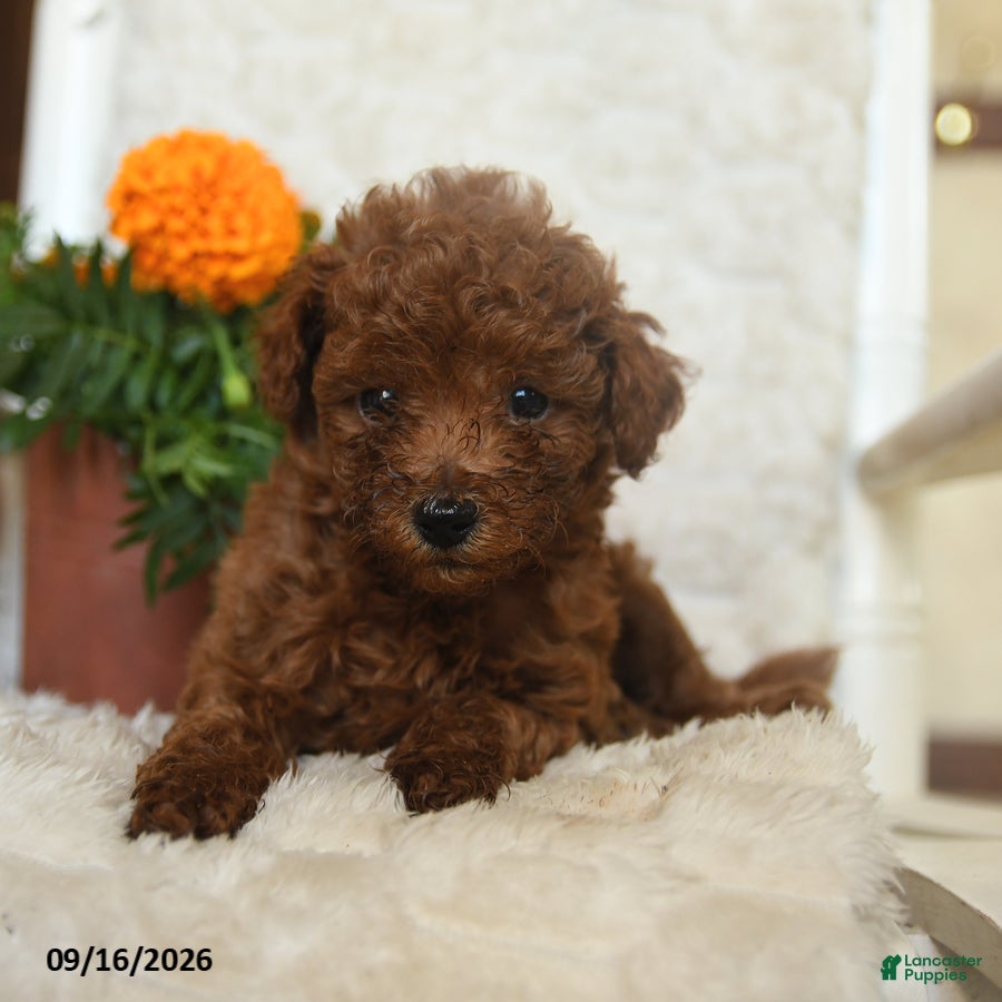 Miniature Poodle dogs Nibbles - Ad 2