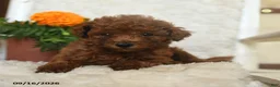 Miniature Poodle dogs for sale: Nibbles - Ad 2