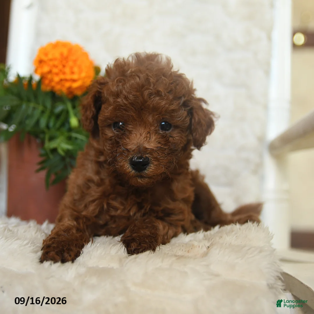Miniature Poodle dogs for sale: Nibbles - Ad 2