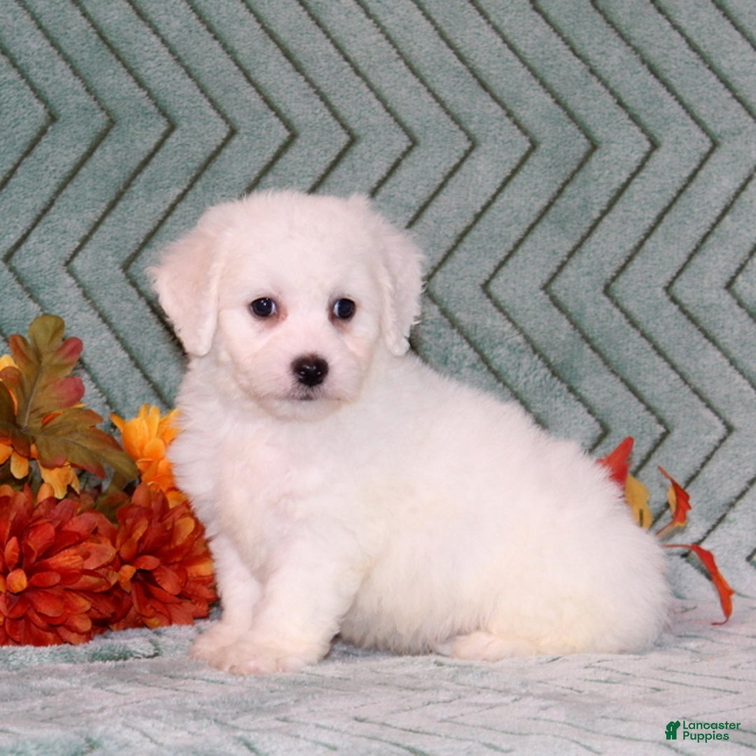 Bichon Frise dogs for sale: Unicorn - Ad 3