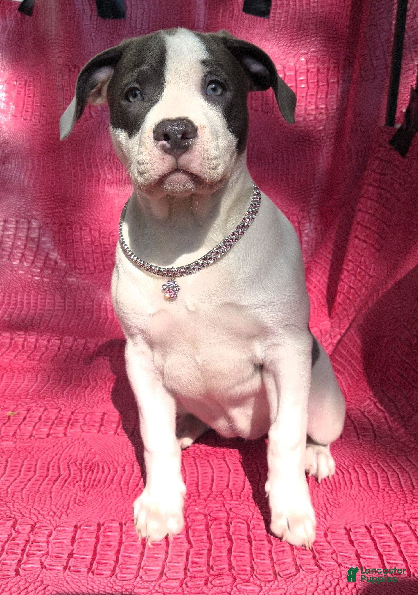 American Bully dogs MEG THA STALLION - Ad 36