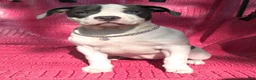 American Bully dogs for sale: MEG THA STALLION - Ad 3