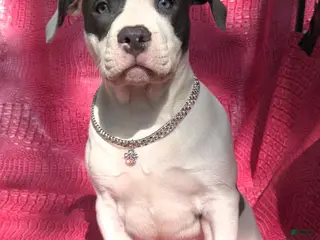 American Bully dogs MEG THA STALLION - Ad 7
