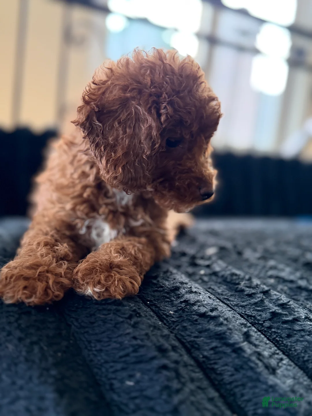 Toy Poodle dogs for sale: Toy Poodle 4 - Ad 2