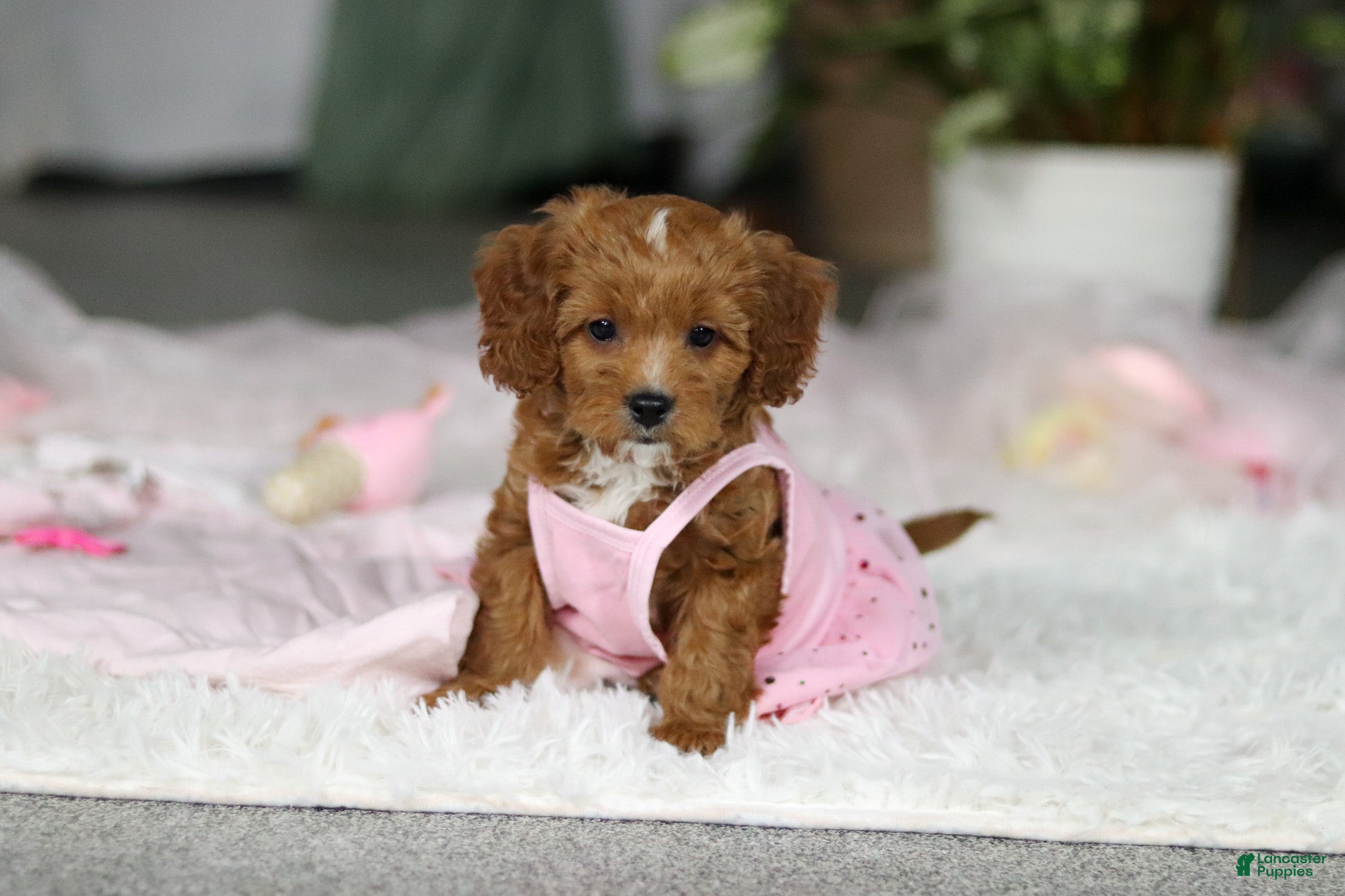 Cavapoo dogs Princess - Ad 2