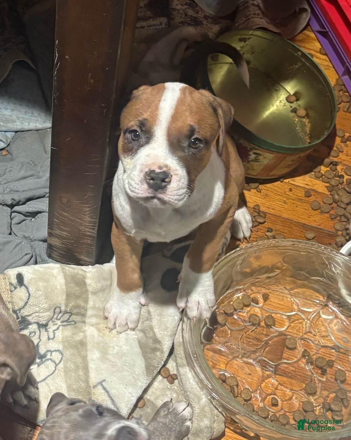 Mixed Breed dogs JR - Ad 4