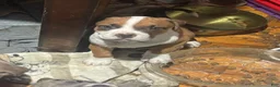 Mixed Breed dogs for sale: JR - Ad 1