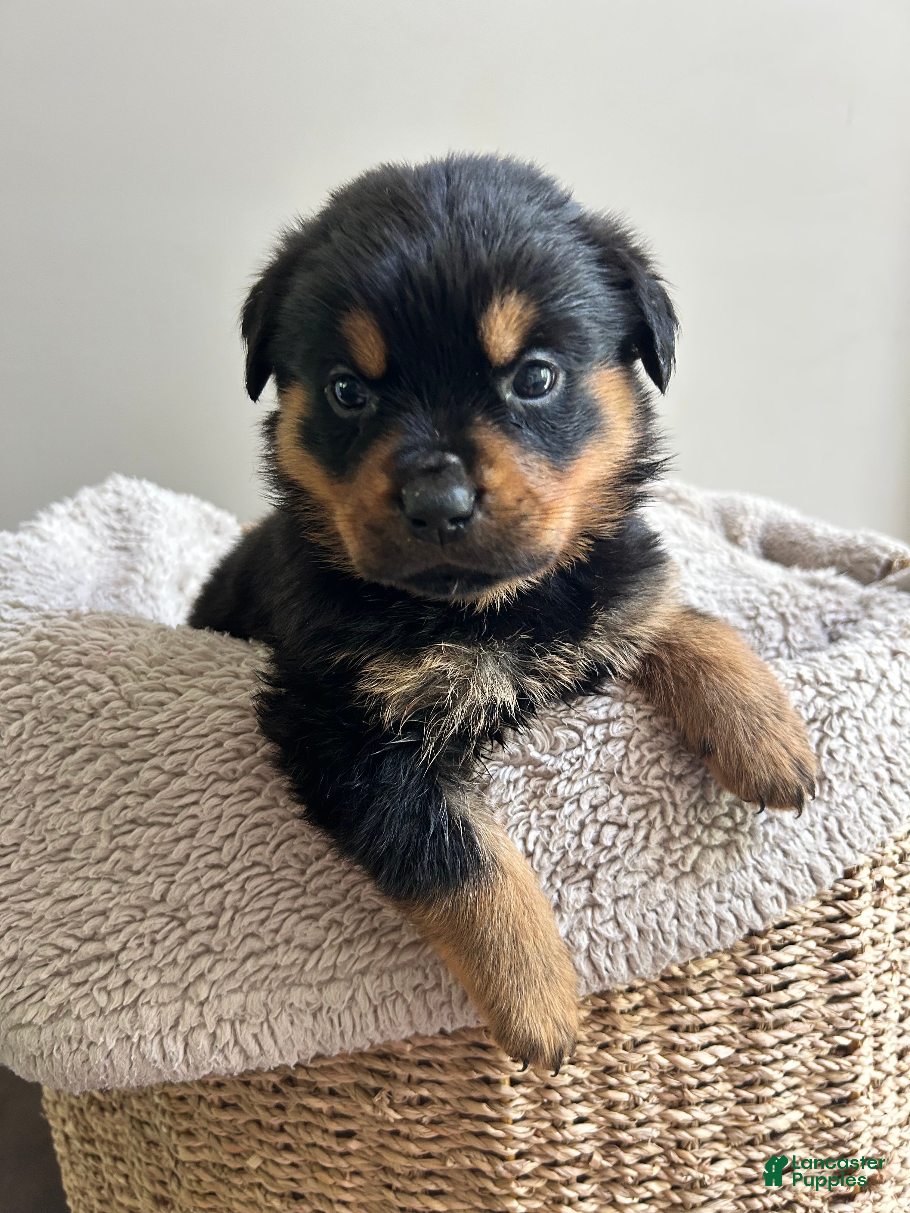 Rottweiler dogs for sale: Pixy - Ad 4