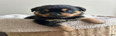 Pixy
