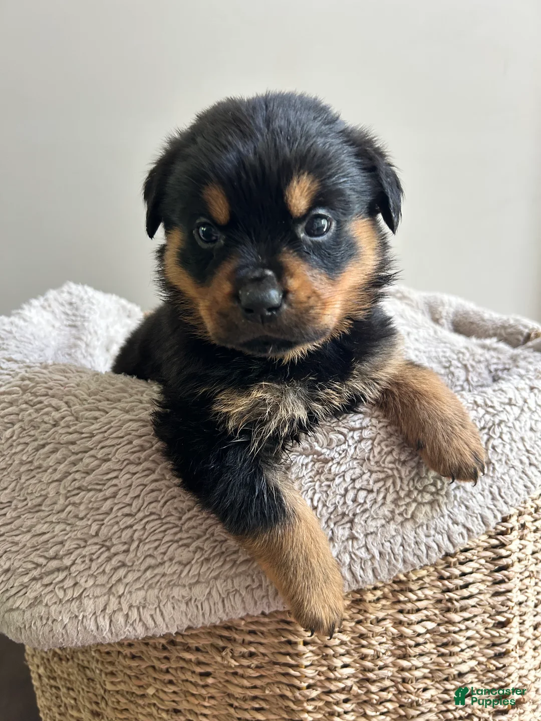 Rottweiler dogs for sale: Pixy - Ad 1