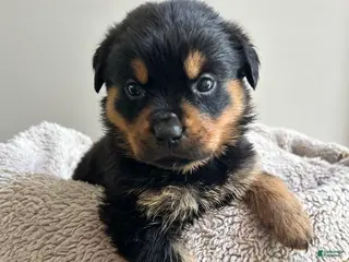 Rottweiler dogs for sale: Pixy - Ad 4