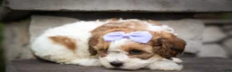 Cavachon dogs for sale: Hallie🎀 - Ad 7