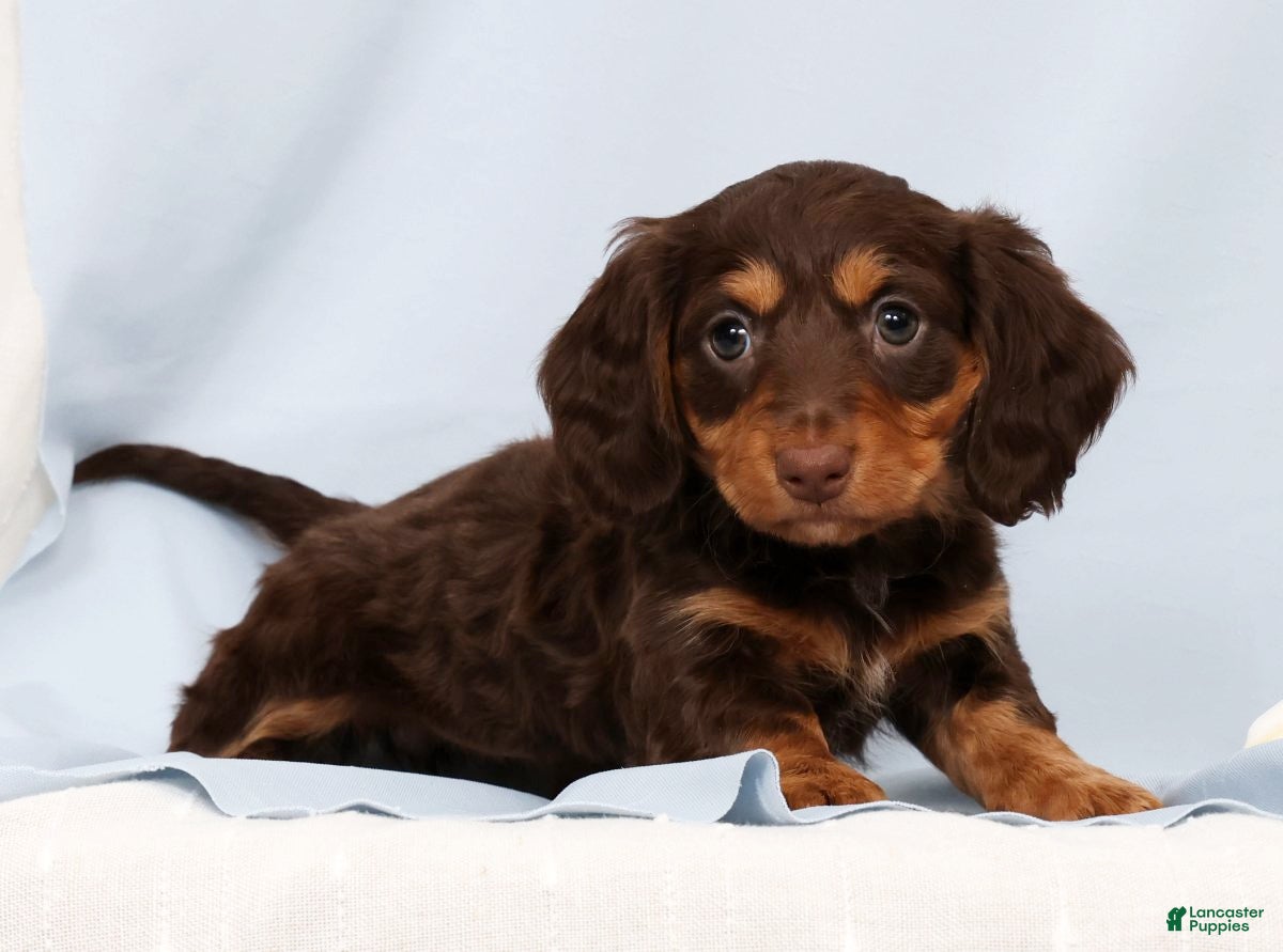 Miniature Dachshund dogs Fiona - Ad 1