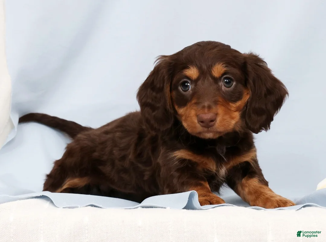 Miniature Dachshund dogs for sale: Fiona - Ad 1