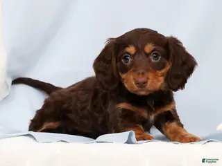 Miniature Dachshund dogs for sale: Fiona - Ad 2