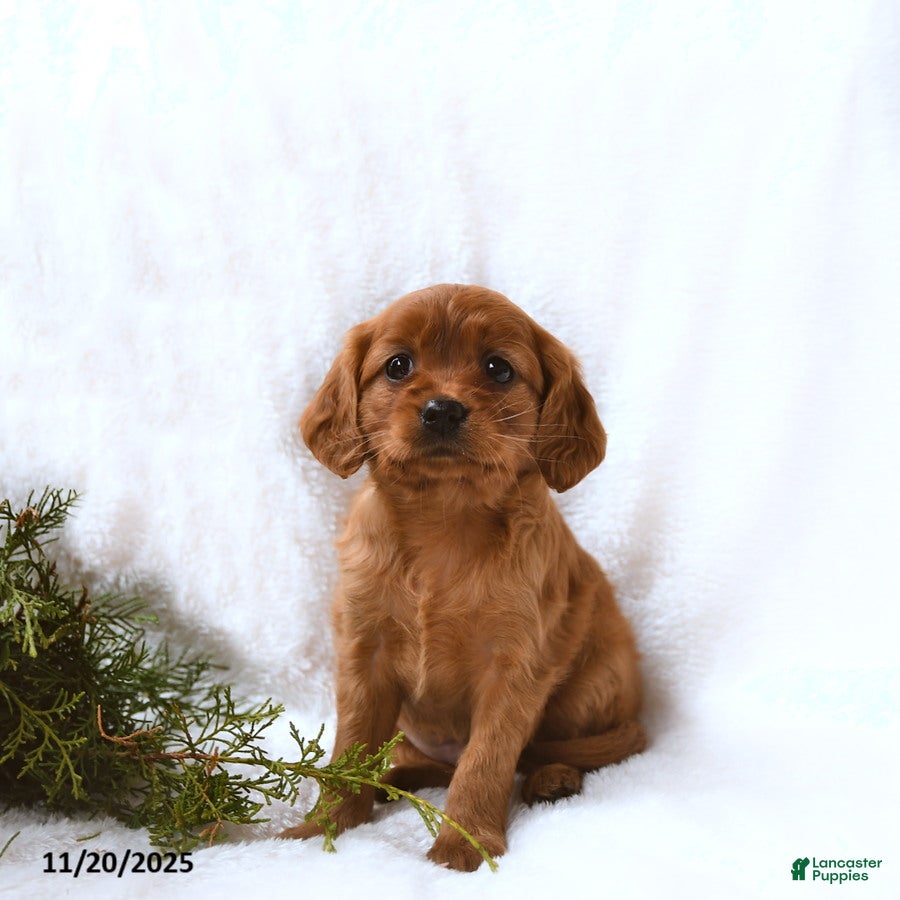 Miniature Golden Retriever dogs Holly - Ad 5