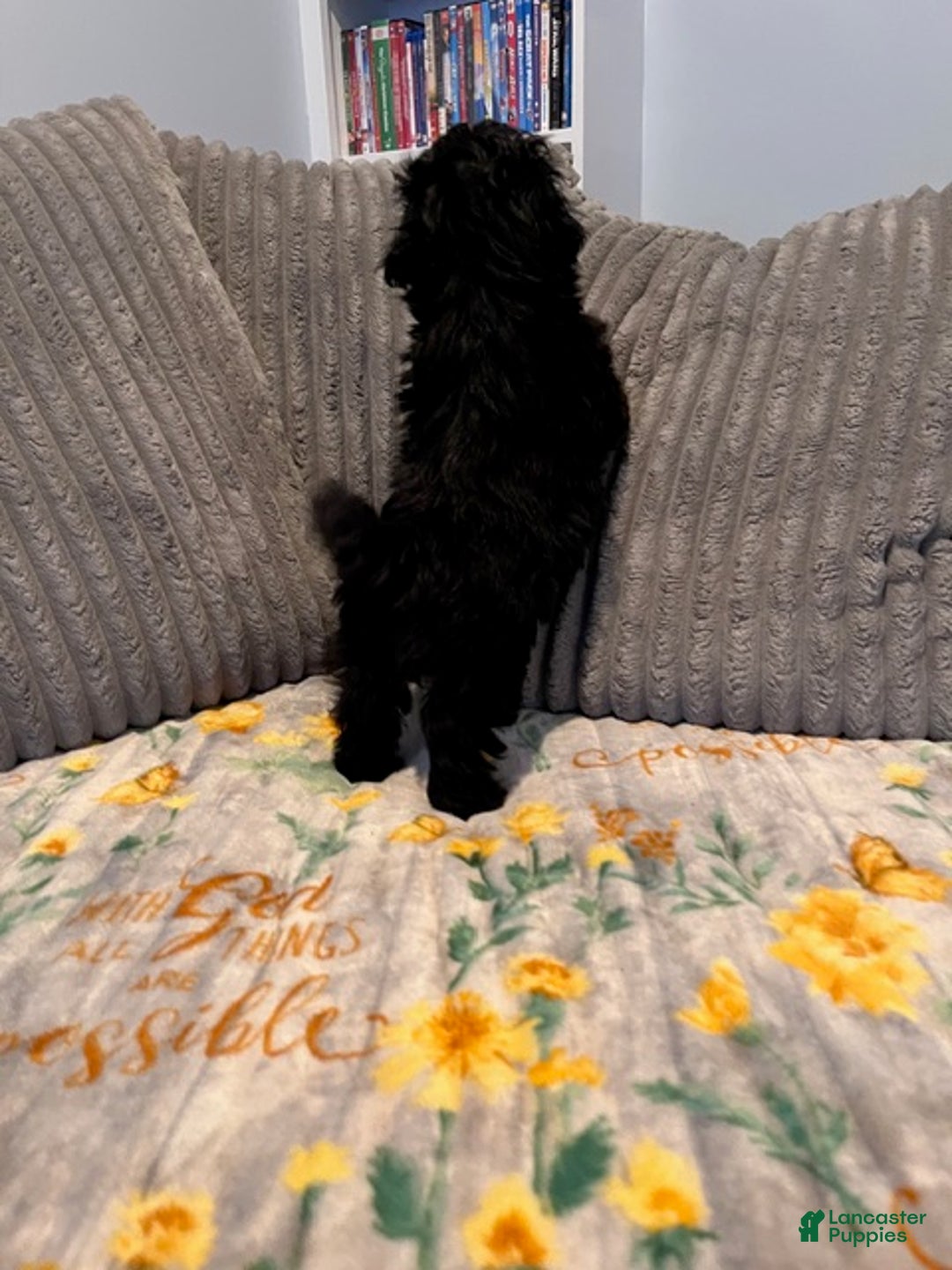 Pomapoo dogs for sale: MistleToe - Ad 6