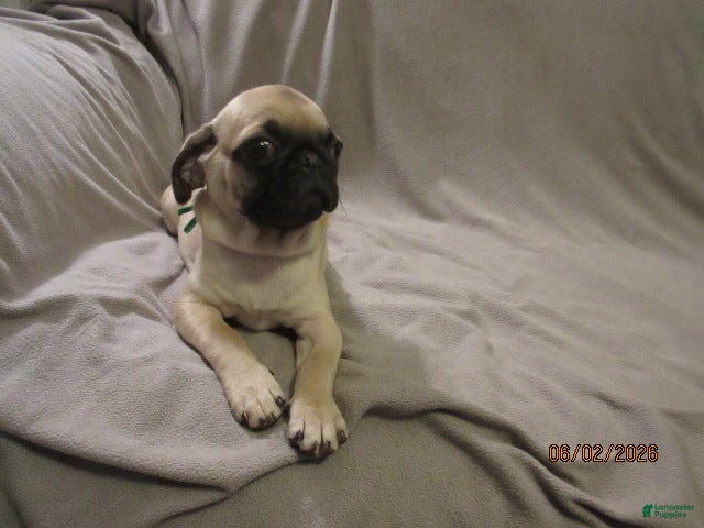 Pug dogs for sale: Pug Puppy 2 - Ad 2