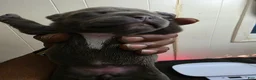 American Bully dogs for sale: American Bully 5 - Ad 3