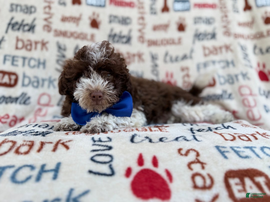 Havapoo dogs for sale: Valentino  - Ad 4