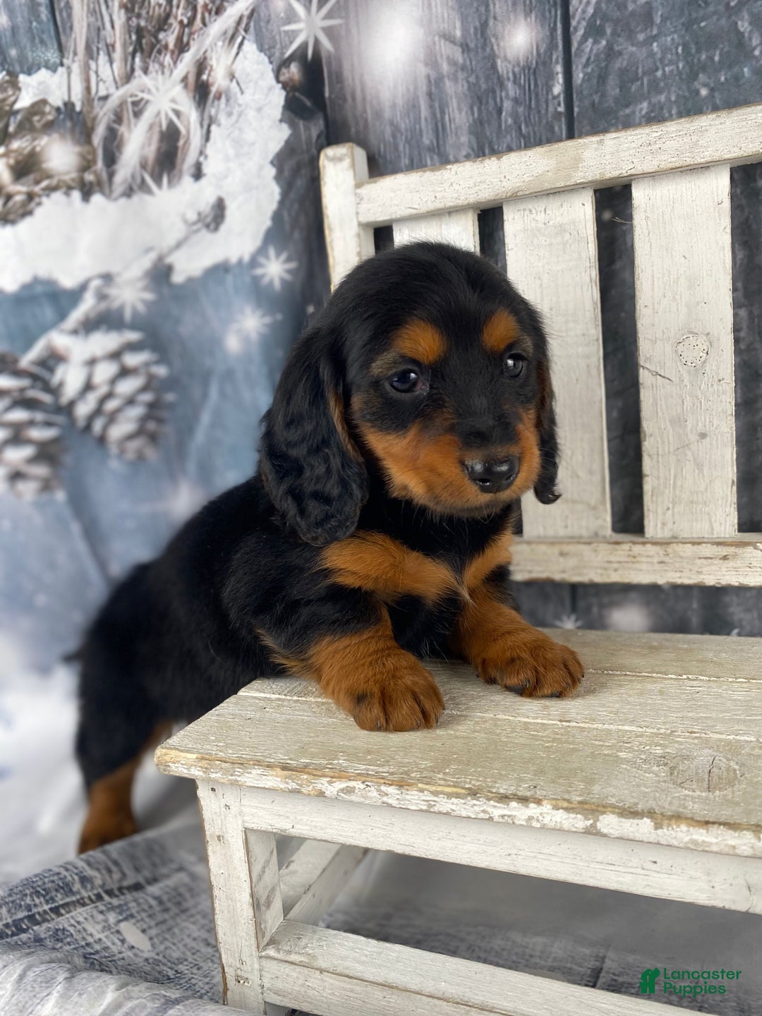 Miniature Dachshund dogs for sale: Bonnie - Ad 4