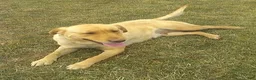 Labrador Retriever dogs for sale: Payton - Ad 5